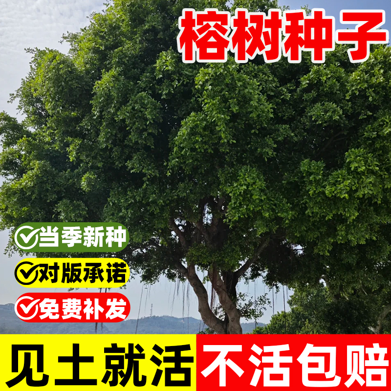 榕树种子大小叶榕树种籽垂叶榕苗