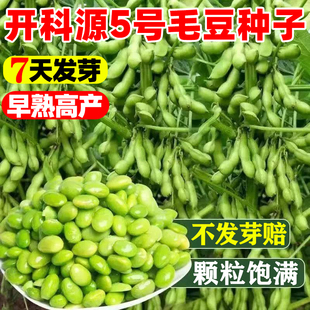 开科源5号毛豆种子大青豆种孑籽四季早熟高产颗粒饱满大黄豆种籽