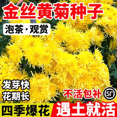 特级金丝皇菊花种子籽食用泡茶贡