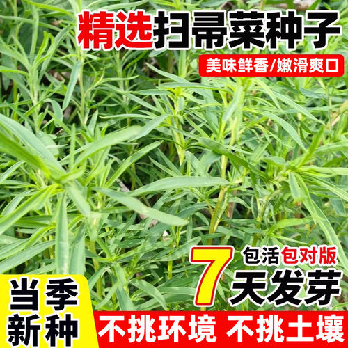 扫帚菜种子扫把苗地肤种籽药食两