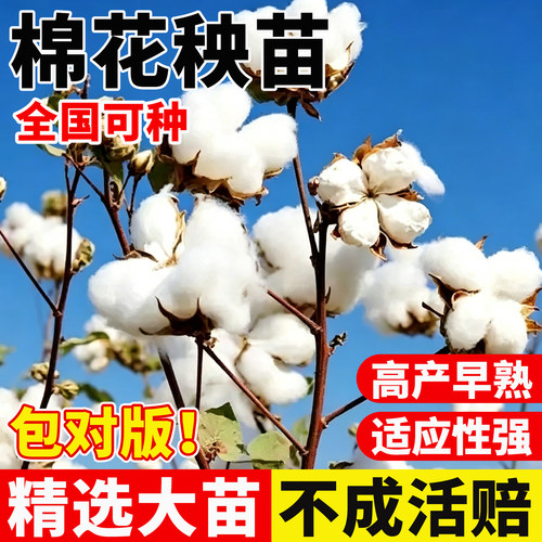 棉花秧苗优质高产早熟结桃多大田