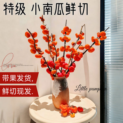 新鲜网红小南瓜小番茄鲜花观赏斗
