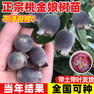 桃金娘树苗捻子果苗庭院盆栽山菍子树地稔子小苗常绿南方北方种植