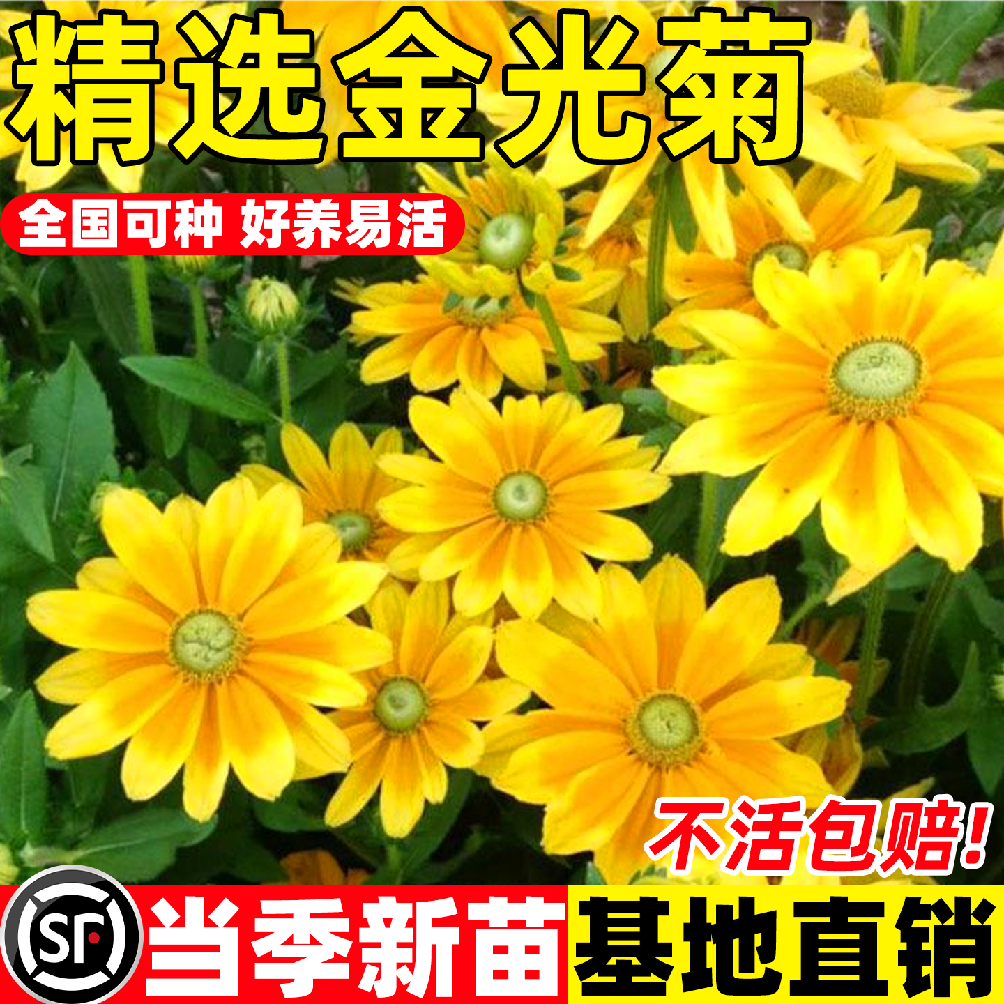 金鸡菊盆栽金光菊花苗重瓣图片