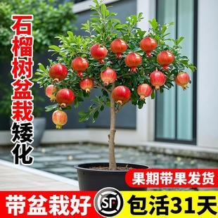 石榴树盆栽矮化突尼斯云南直发石榴树苗盆栽庭院果树原土带叶果苗