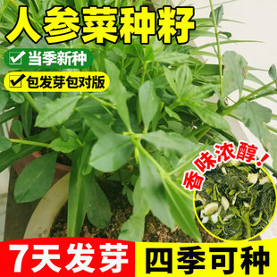 人参菜种籽土人参种子四季种植易成活早熟高产农家菜园种植易成活