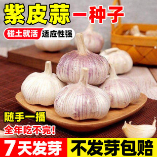 大蒜种子红皮紫皮长蒜苔头蒜种蒜苗种籽干蒜四季蒜头苗种苗种籽孑