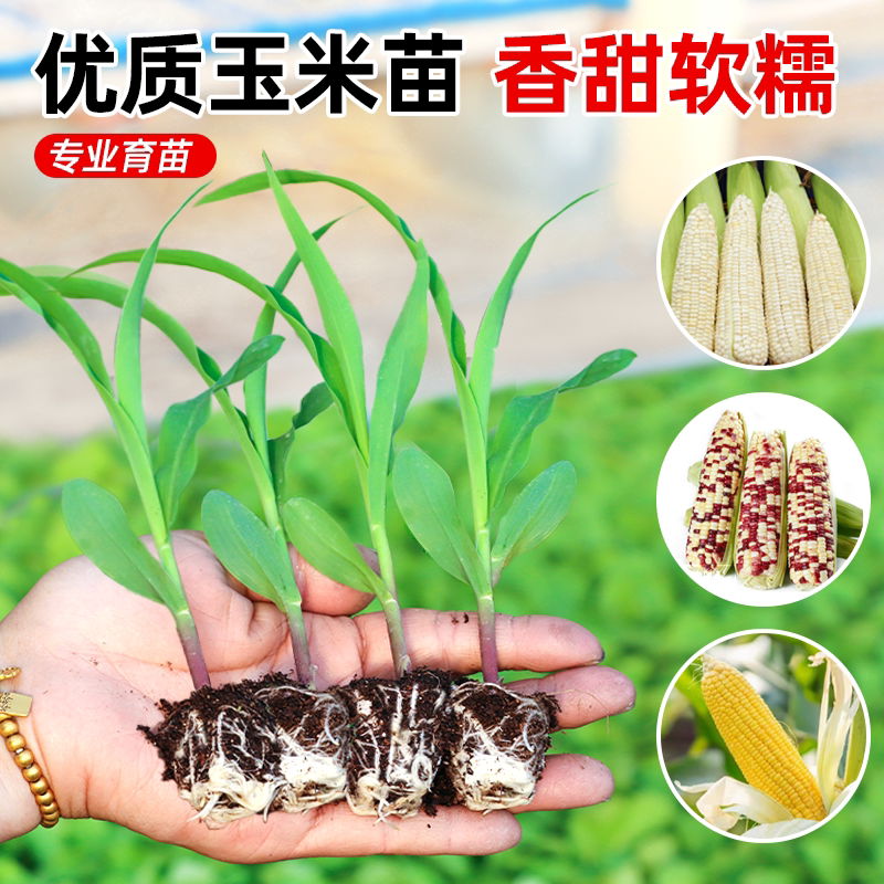 香甜水果玉米苗黄糯玉米苗彩玉米黑白玉米高产超甜盆栽秧苗种籽子