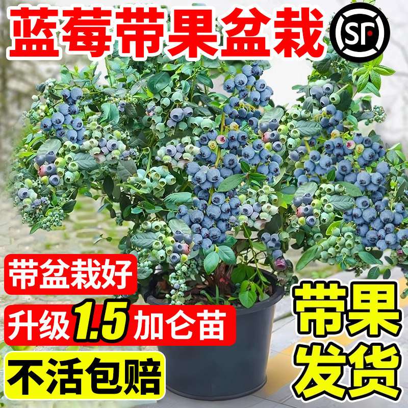 蓝莓盆栽带果特大号果树苗南北方