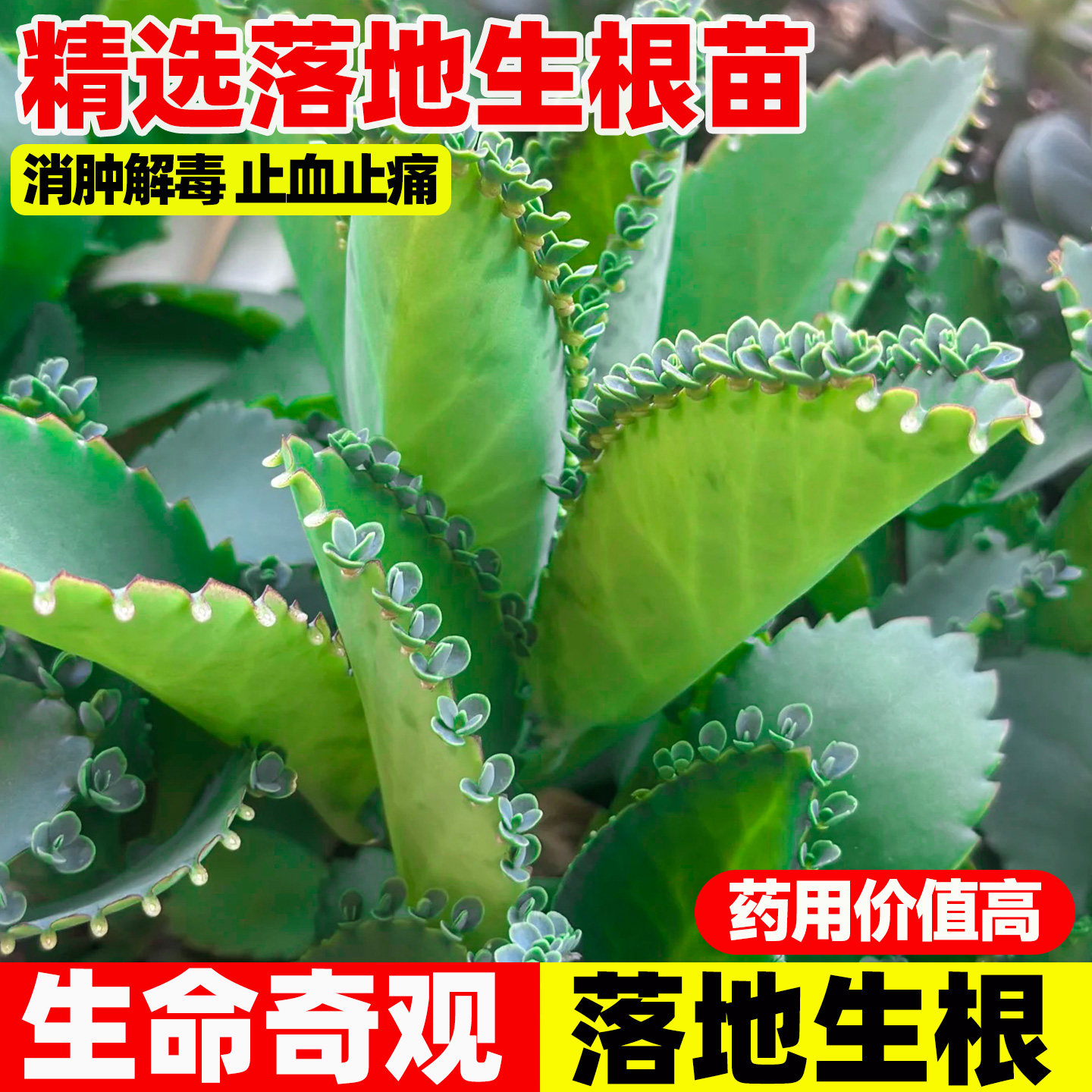 落地生根苗药用天灯笼现采枝叶四季大叶中草药苗不死鸟打不死植物,鲜花速递/花卉仿真/绿植园艺,种苗/半成品盆栽,淘宝优惠券,粉丝福利购,淘宝优惠卷