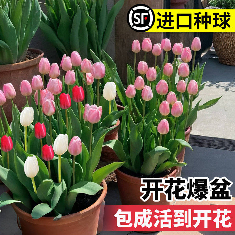 郁金香种球种子盆栽土培水培带花图片