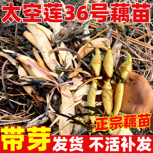 太空莲36号藕苗高产莲子莲蓬种