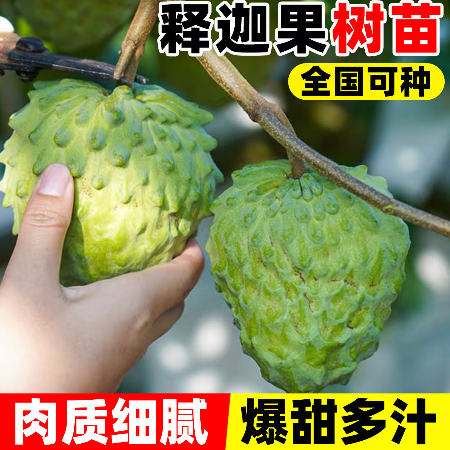 释迦果苗树南方种植带庭院图片