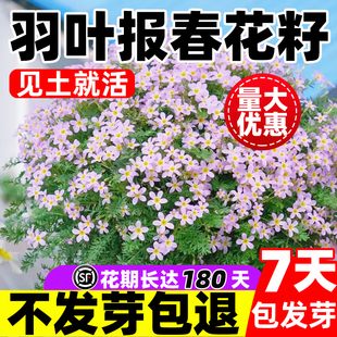 羽叶报春花种籽四季播种开花易活阳台庭院盆栽勿忘草耐寒耐旱花籽