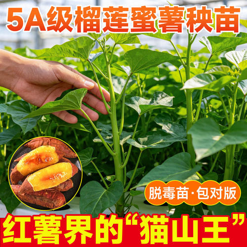 榴莲蜜薯正宗种秧苗西瓜红紫薯红