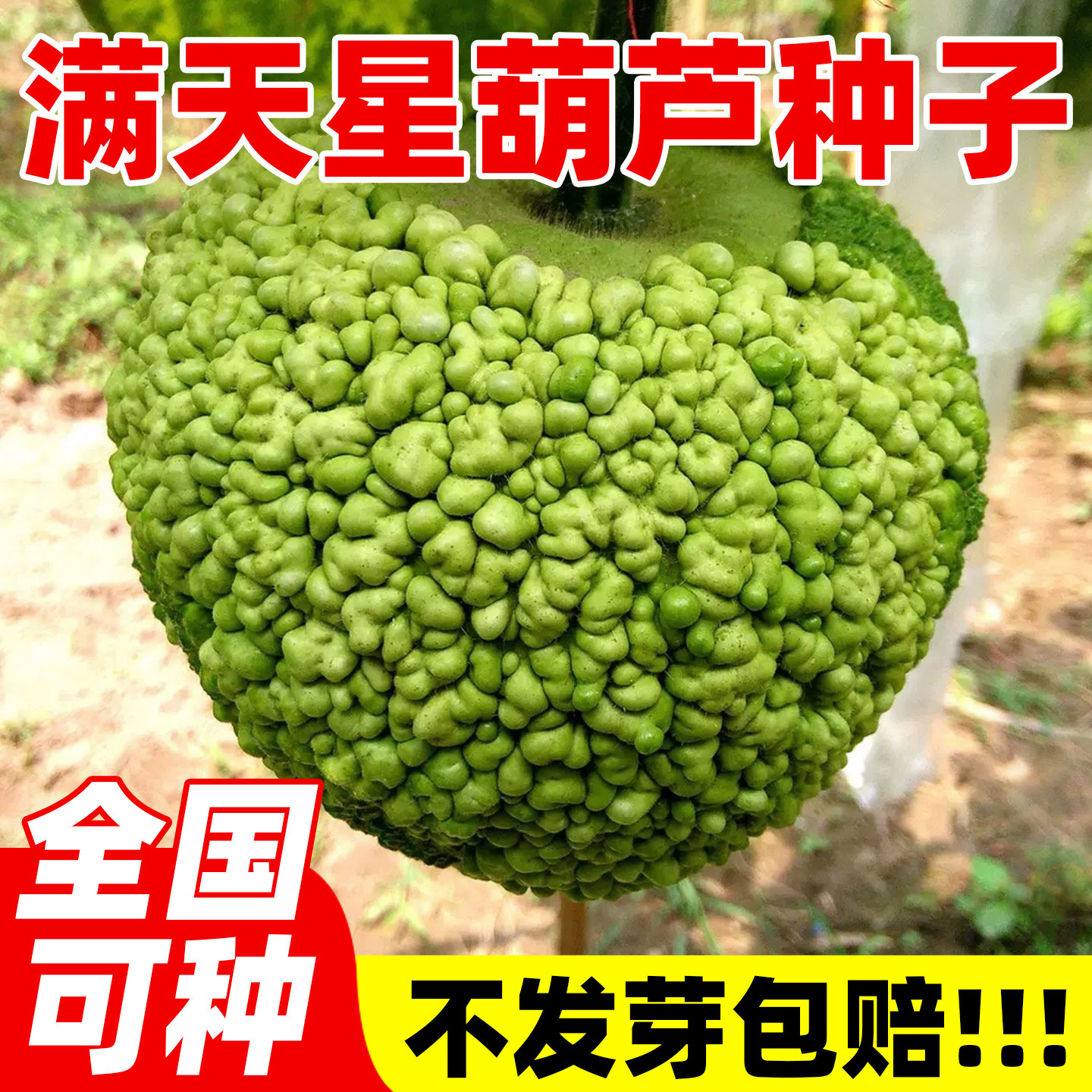 满天星葫芦种子特色观赏文玩小大亚腰苗秧特盆栽阳台疙瘩葫芦籽种
