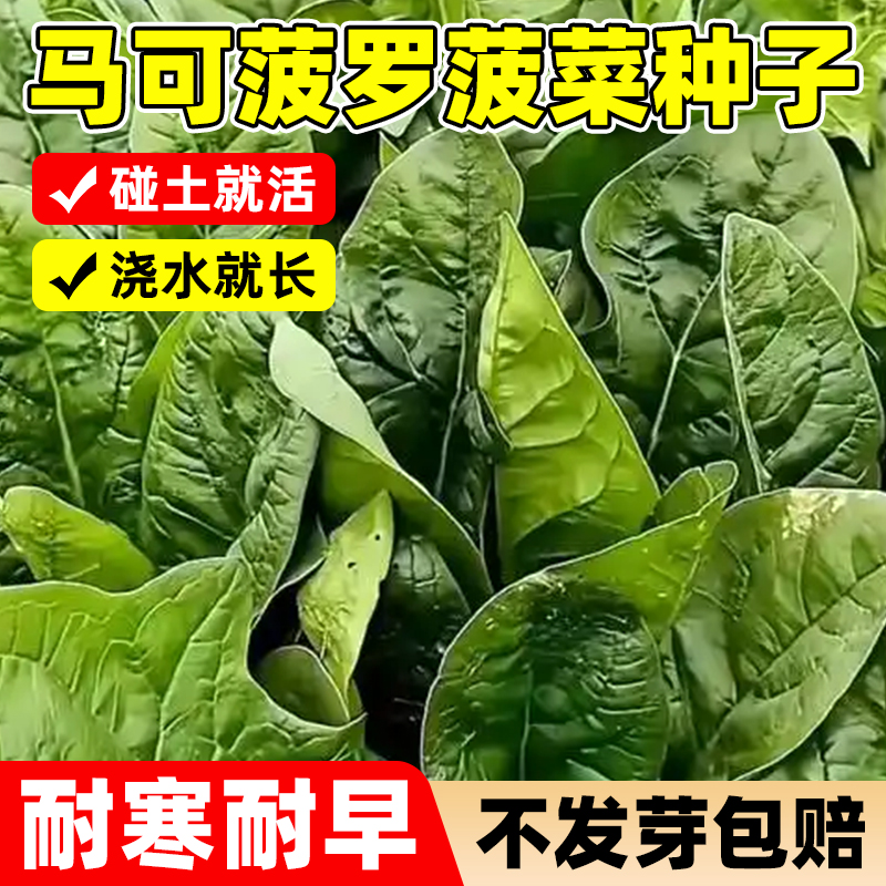 马可菠罗波菜种子高产超耐热