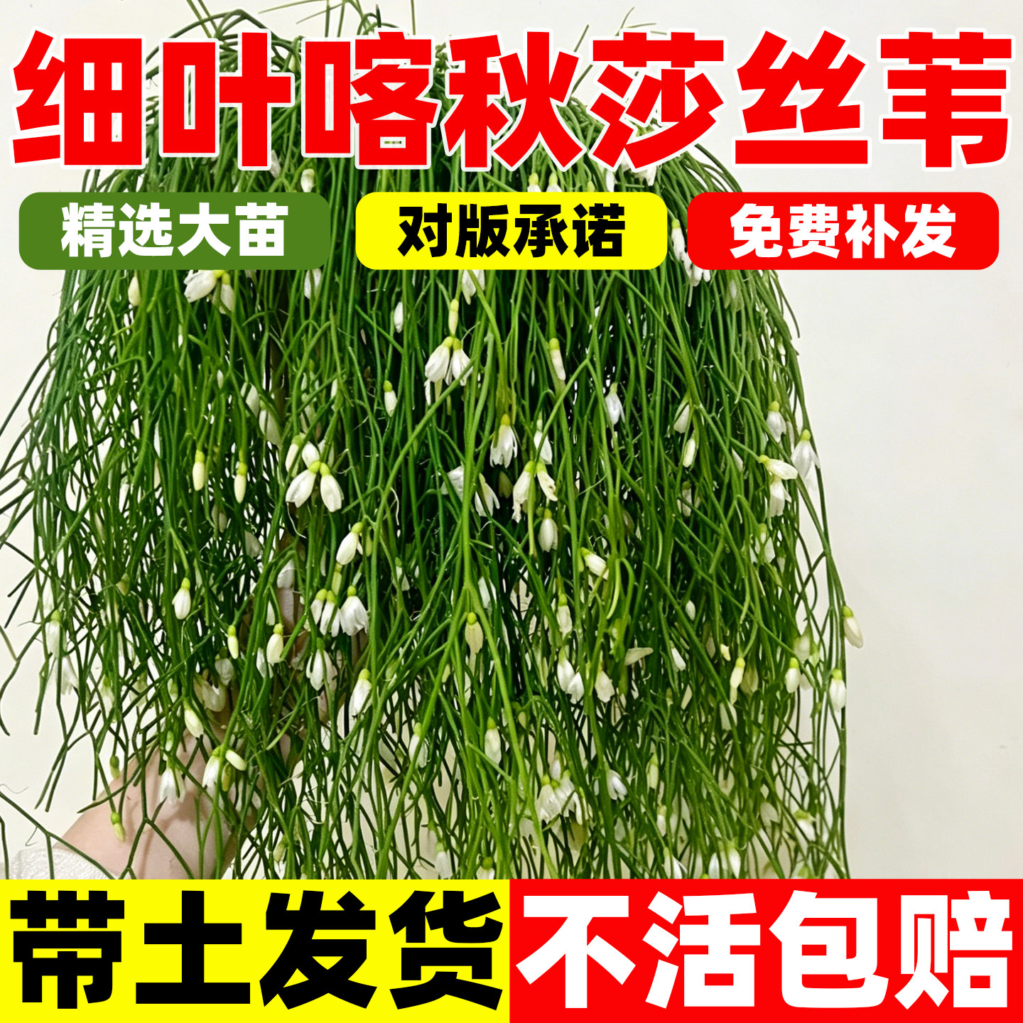 细叶喀秋莎丝苇室内好养四季常绿