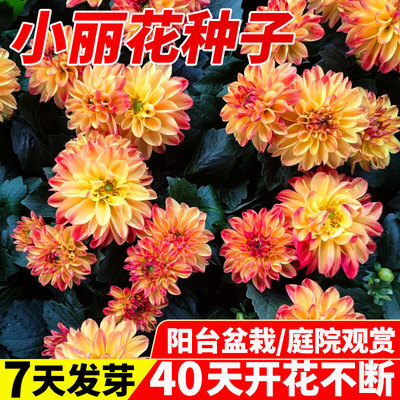 小丽花种子大籽四季开易活