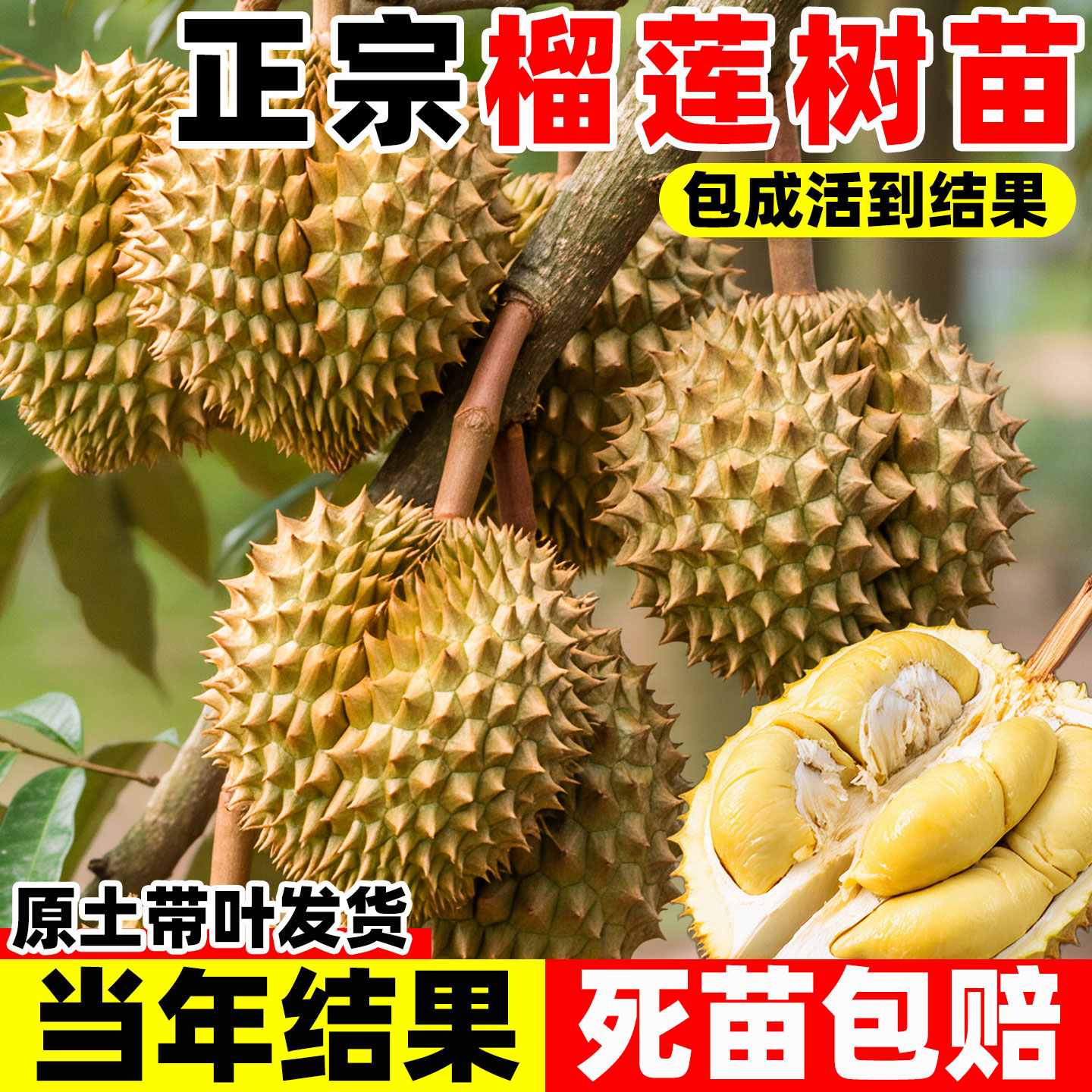 金枕榴莲树果苗南北方四季种植广