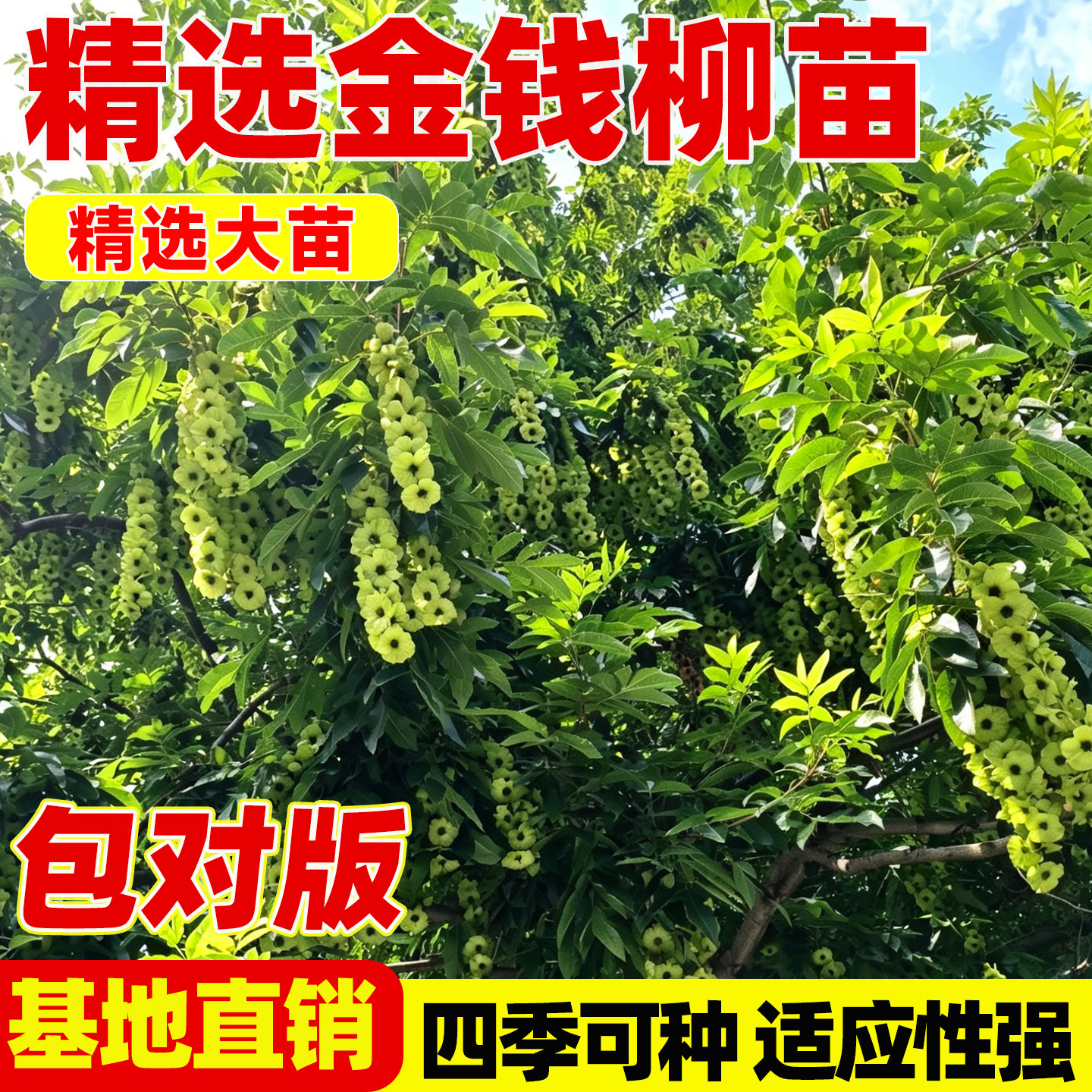 金钱柳苗木药材树枫杨树苗摇钱树麻柳金钱柳苗地栽苗青钱柳苗树苗