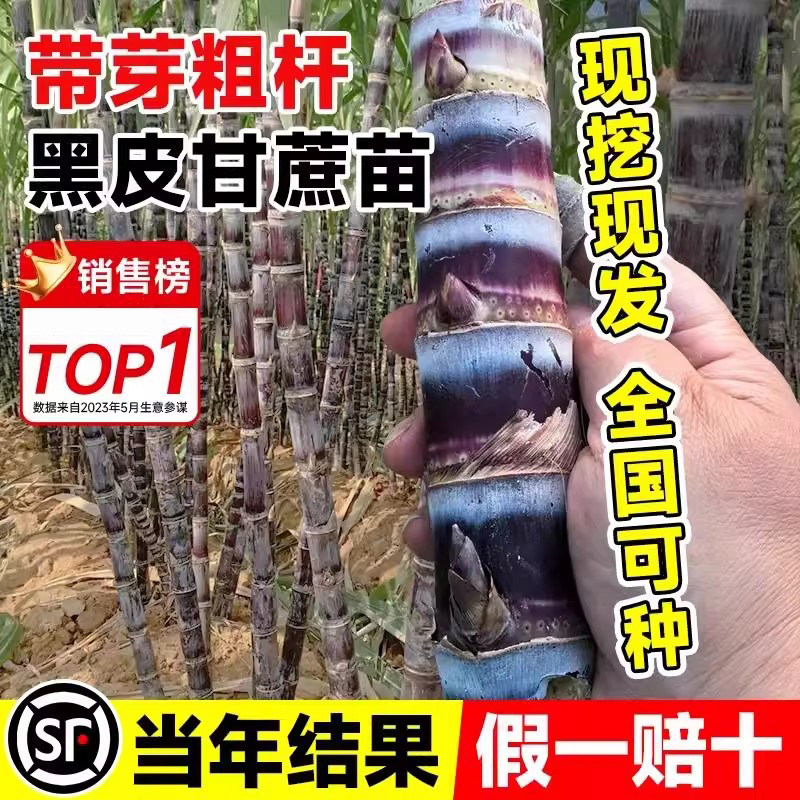 黑皮甘蔗苗种植广西正宗黄金图片