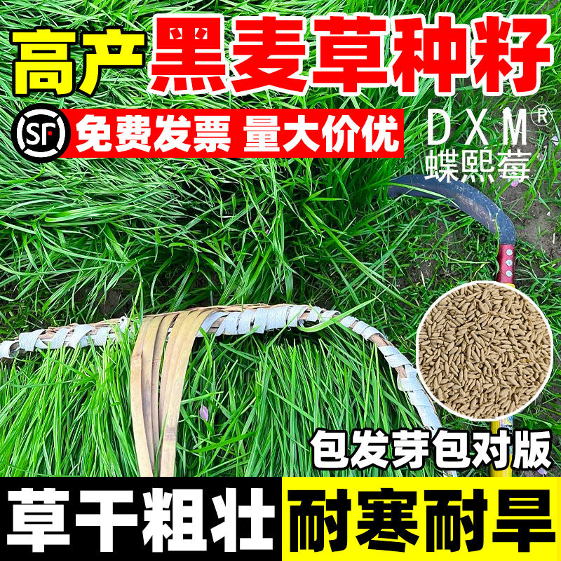 黑麦草子种种籽四季种植牧草耐寒高产喂猪牛羊鸡鹅鱼草牧草种子孑