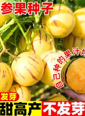 正宗人参果种子多年生水果种籽孑