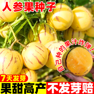 正宗人参果种子多年生水果种子四季播种人生果树种子庭院盆栽种子