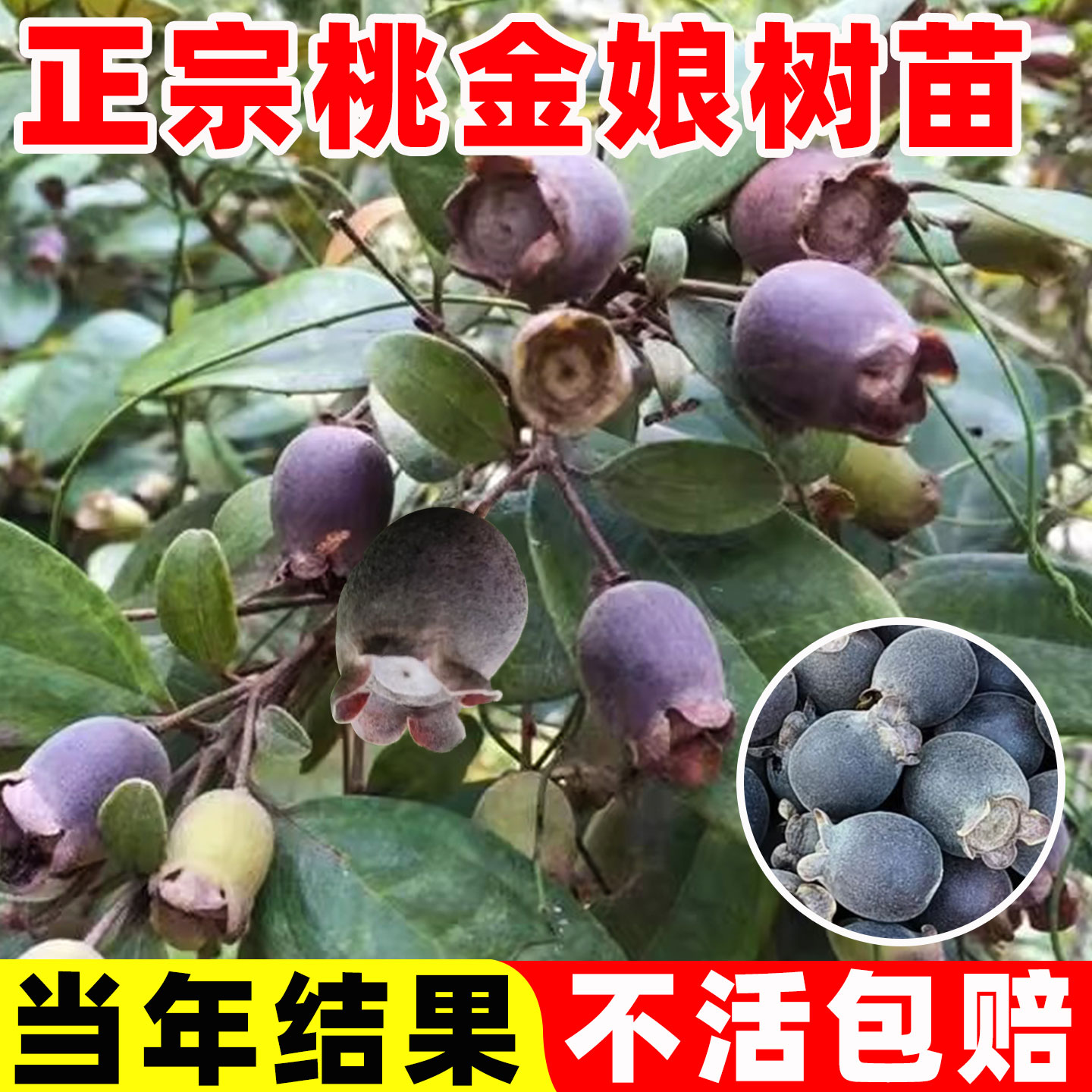 正宗桃金娘苗山捻子树苗乌稔多尼