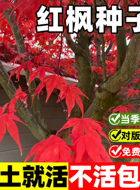 红枫种子四季种植护坡灌木种子