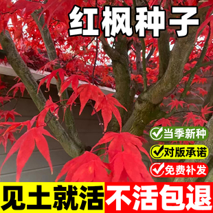 红枫树种子正宗美国红枫种子枫叶鲜红四季种易活庭院护坡灌木种子