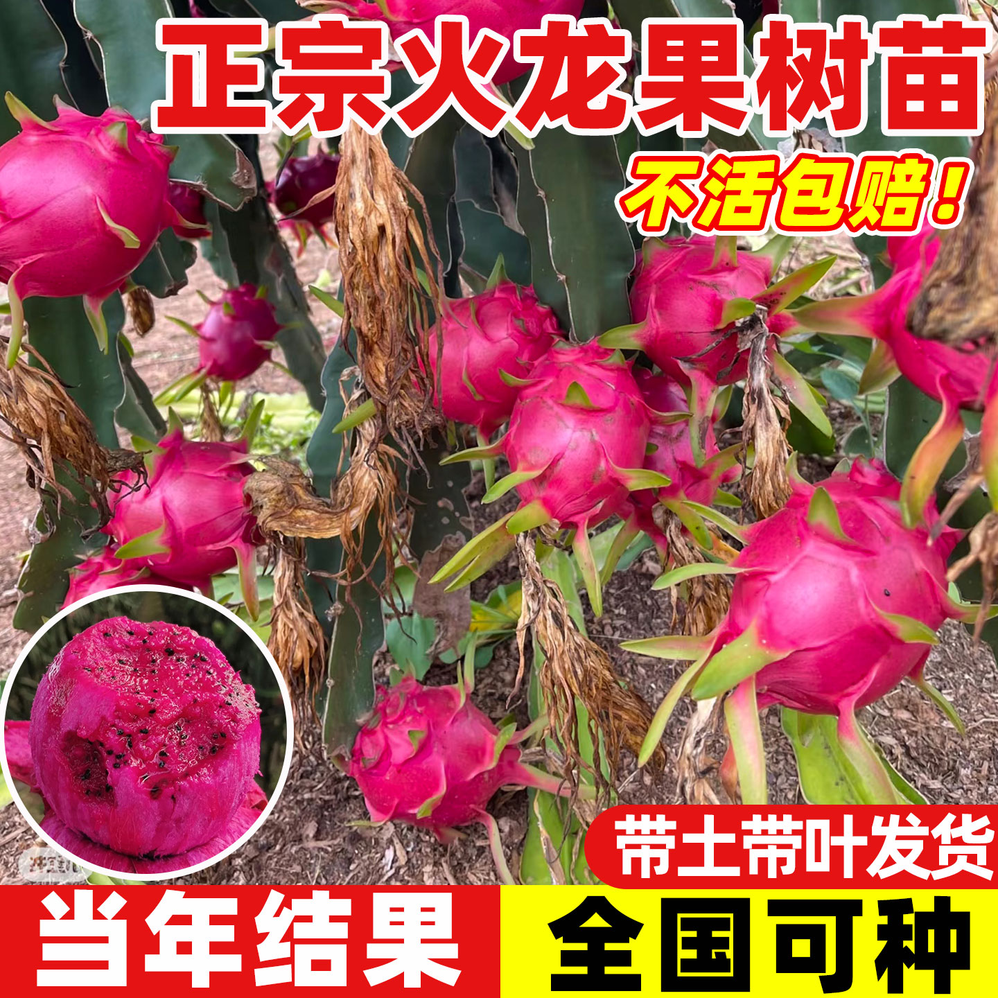 火龙果树果苗四季结果红心火龙果