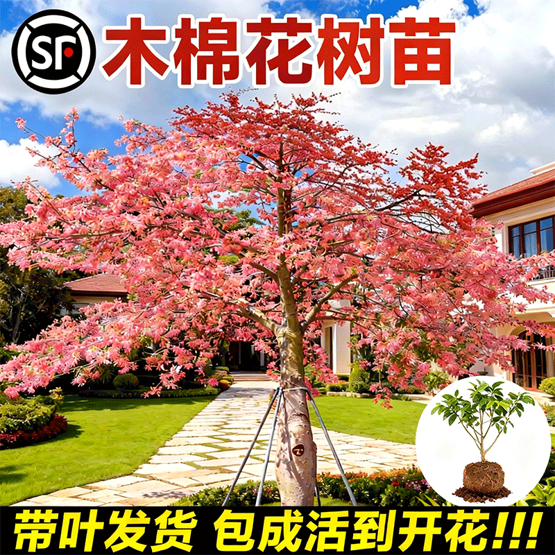 异木棉花树苗大号美人腹红