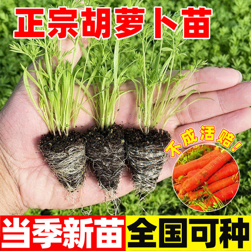 胡萝卜秧苗蔬菜苗大全庭院阳台盆