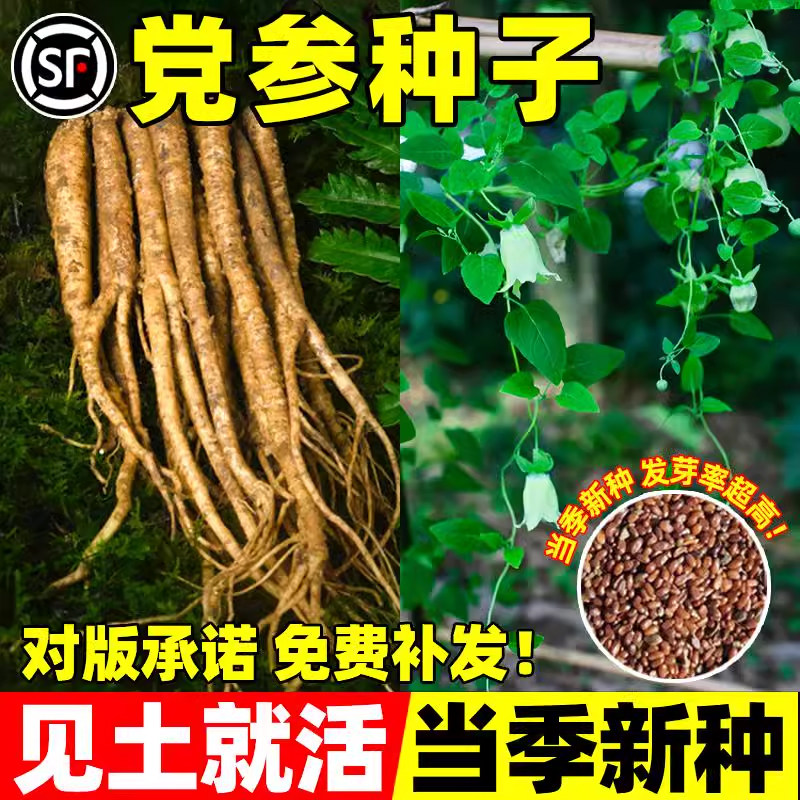 党参种子正品特级新鲜野生党参种籽四季高产甘肃岷县优质中药材苗