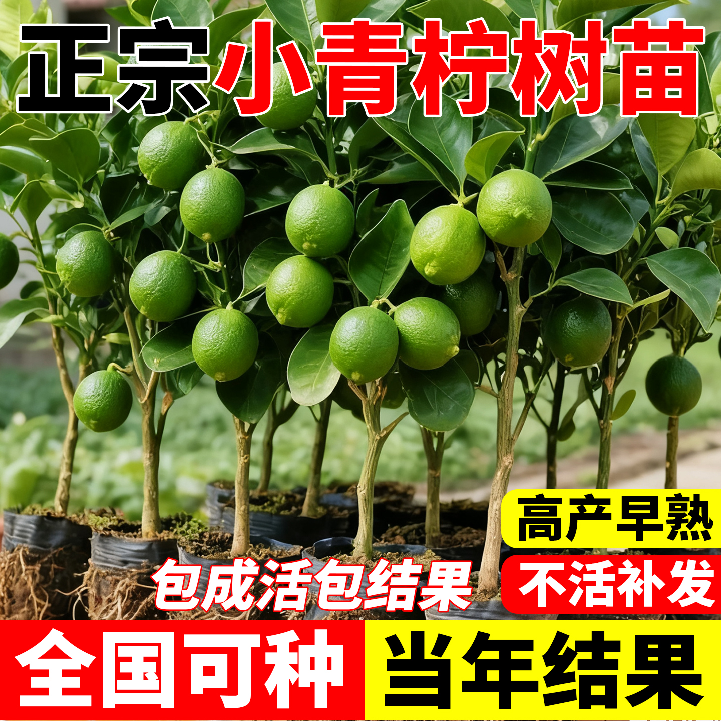 青柠金桔树盆栽带果可食用水果树