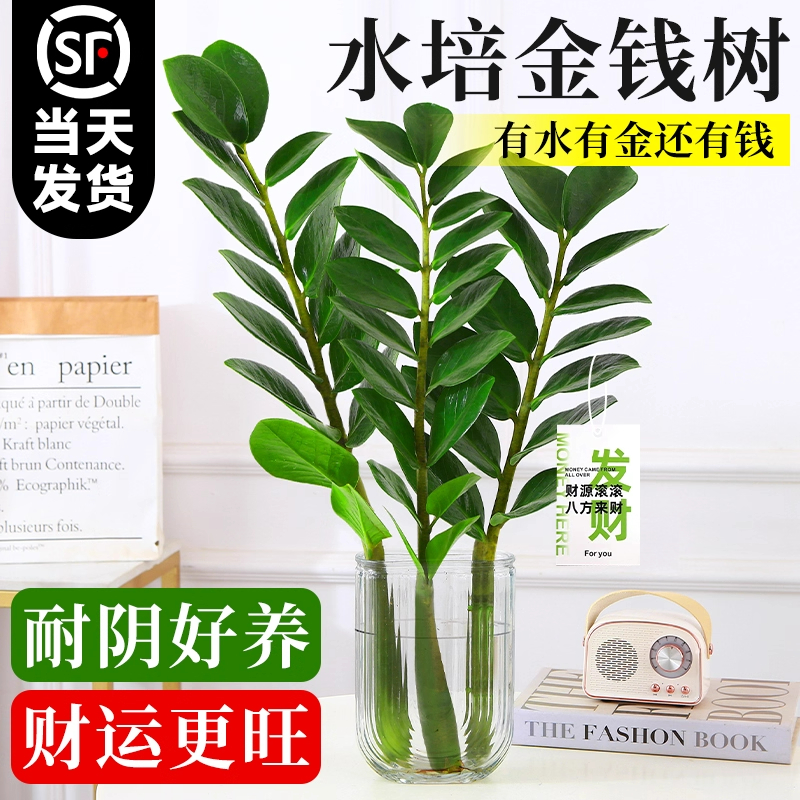 金钱树水培植物发财树客厅大盆