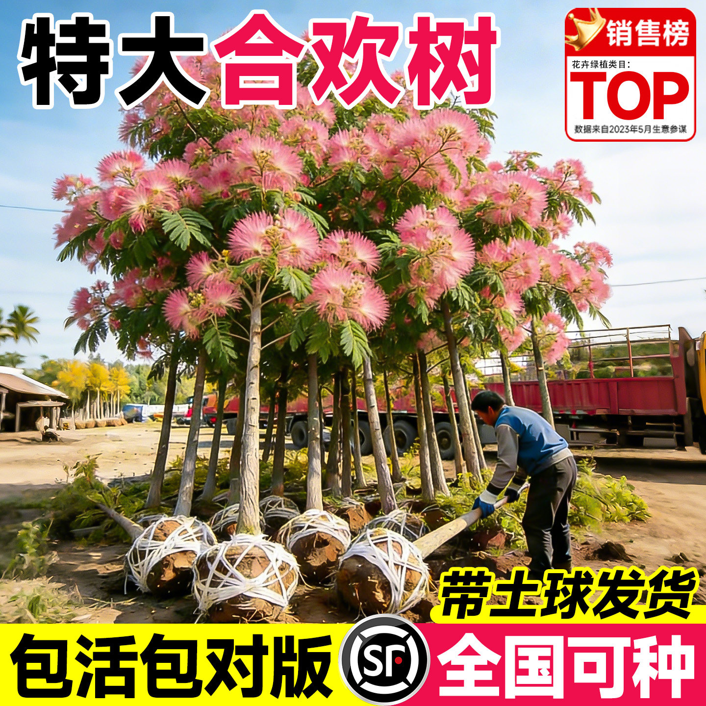 合欢花树苗绒花树行道风景庭院耐寒旱工程绿化乔木南北方种植大树