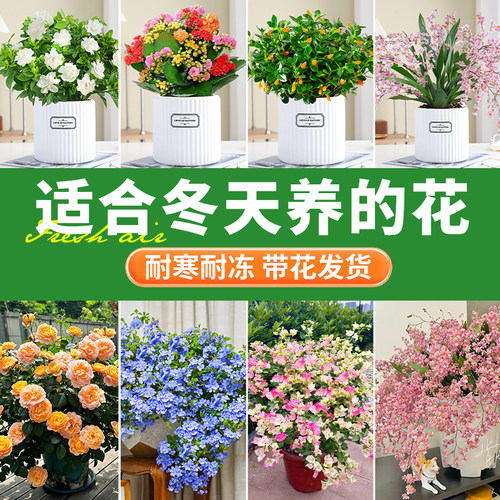 适合冬天养的花不怕冻室外
