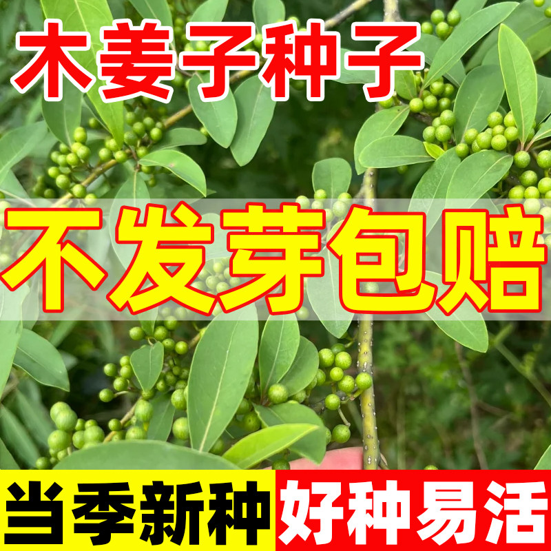 木姜子种子四季种植易活通豆花木疆花干毛菇蘸水特色调味料香草籽