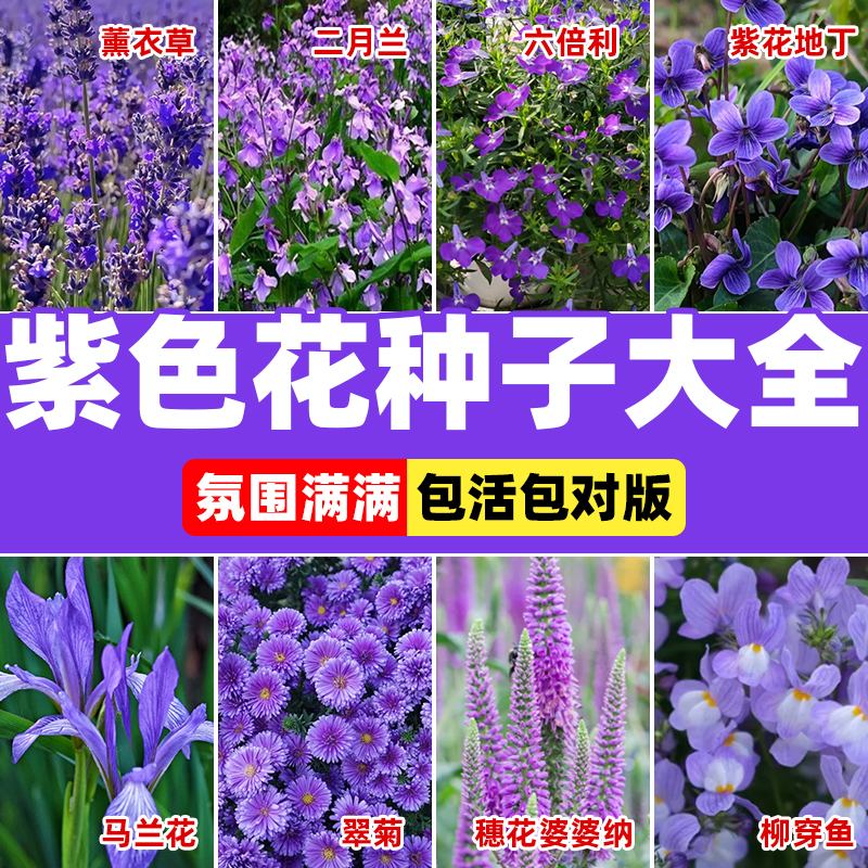 翠菊花种子荷兰菊紫苑花四季开花