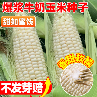 冰糖爆浆牛奶玉米种子超甜四季白糯玉米种孑非转基因水果玉米种籽