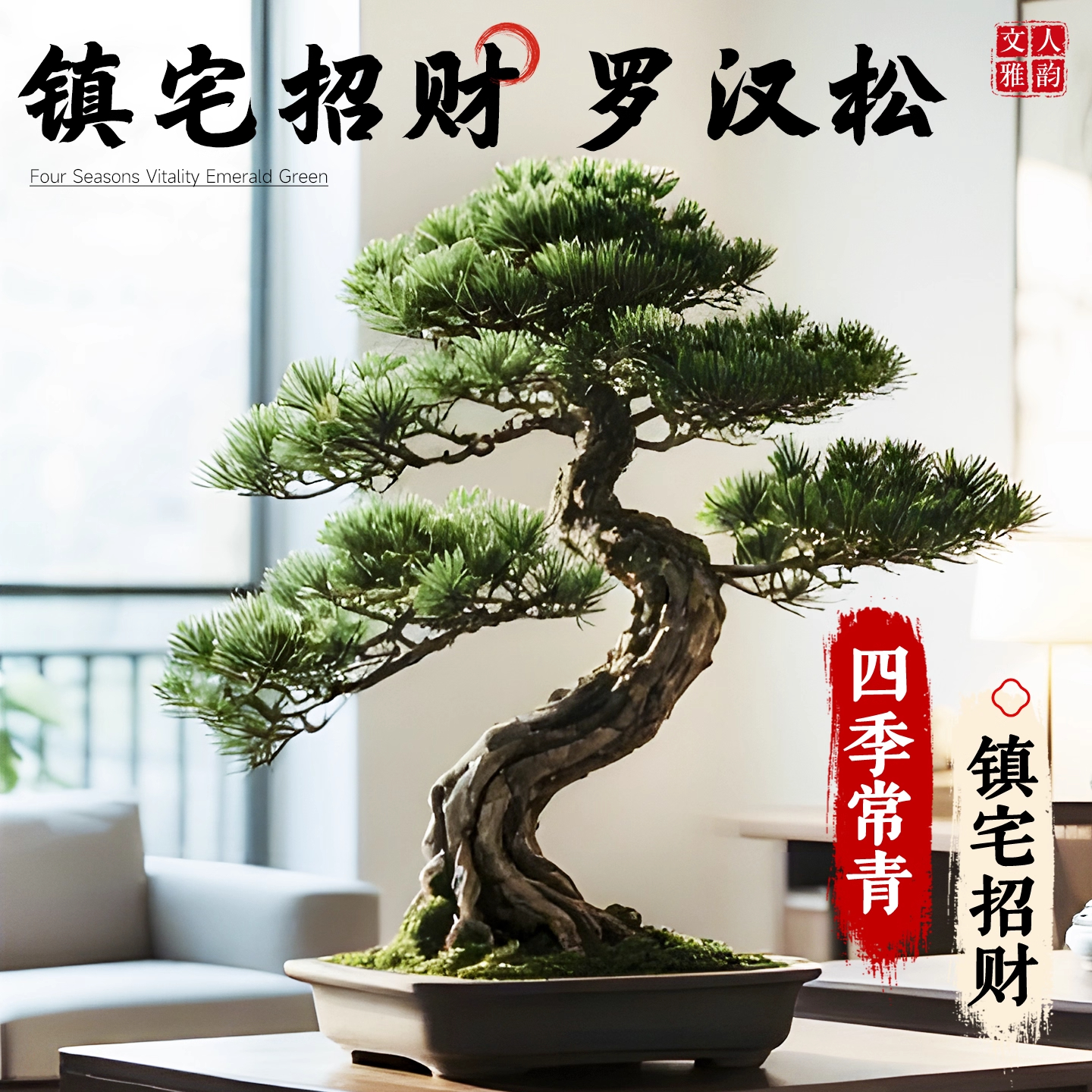 大型迎客松罗汉松盆景盆栽飘枝造