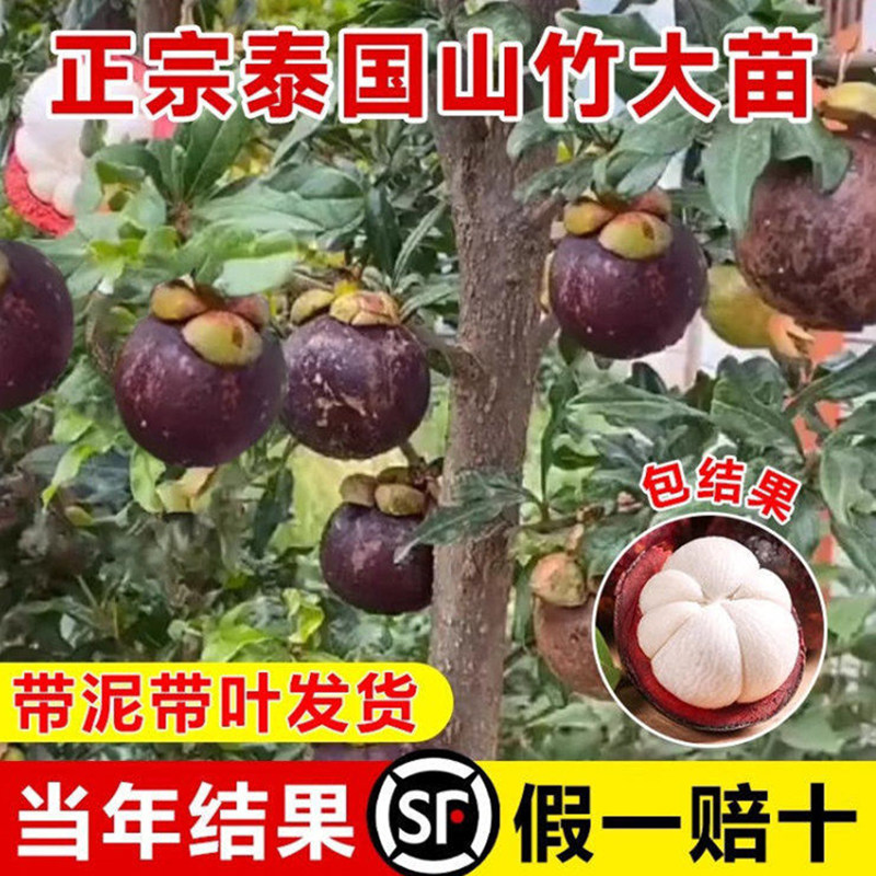 泰国山竹带果树苗黄金山竹无籽嫁图片