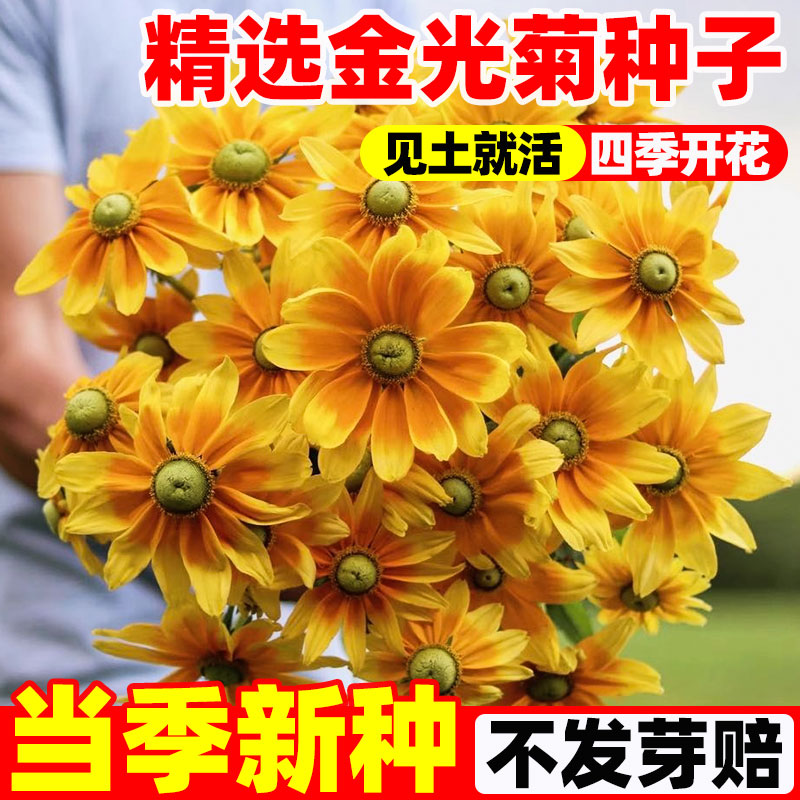 金光菊种子四季播开花宿根图片
