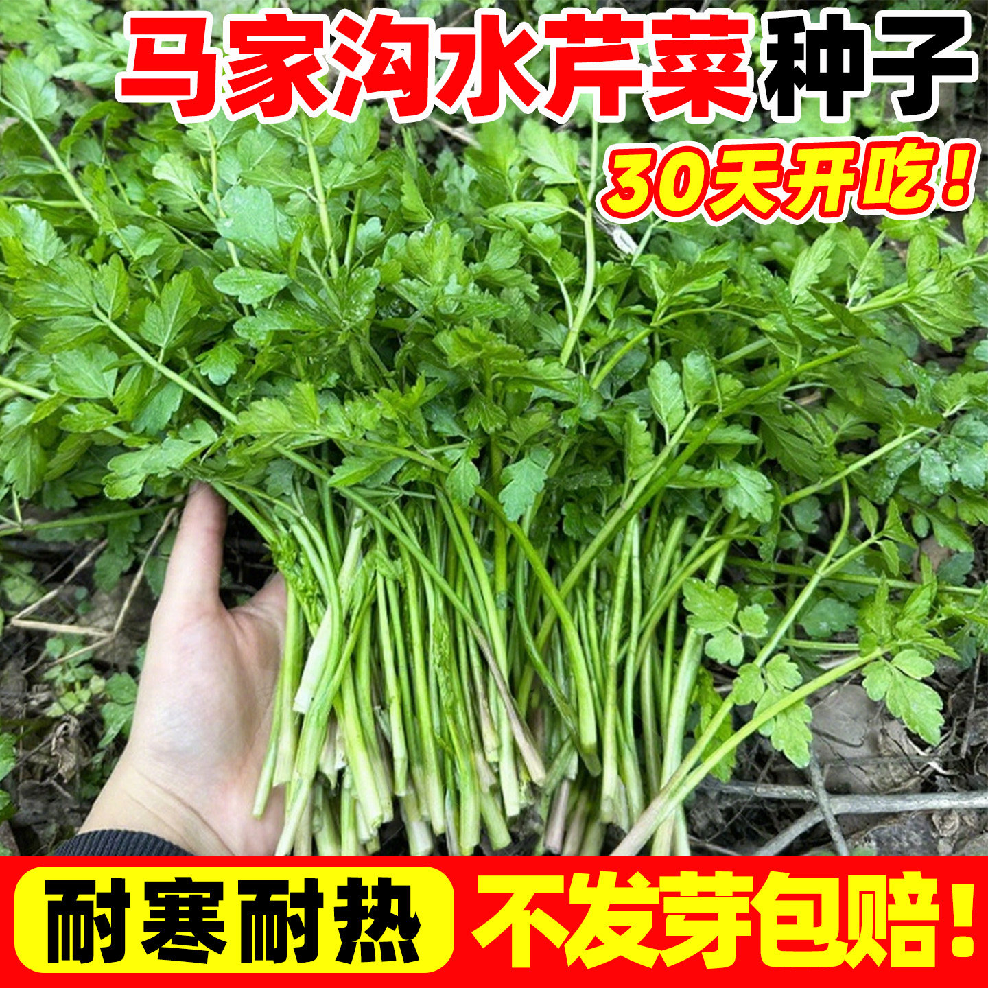 马家沟水芹菜种子野生芹菜种籽四季播种阳台庭院盆栽易活芹菜秧苗,鲜花速递/花卉仿真/绿植园艺,家庭园艺种子,淘宝优惠券,粉丝福利购,淘宝优惠卷
