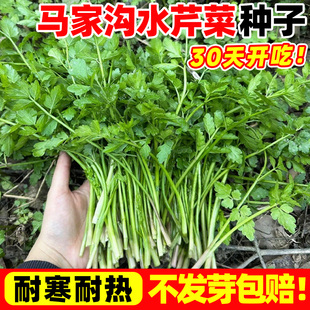 马家沟水芹菜种子野生芹菜种籽四季播种阳台庭院盆栽易活芹菜秧苗
