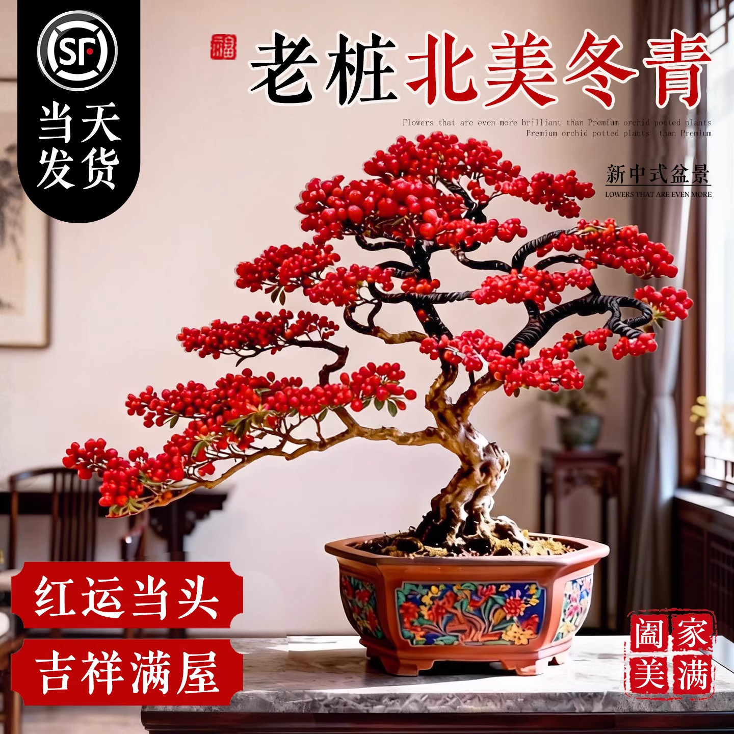 造型北美冬青盆栽室内大型绿植客