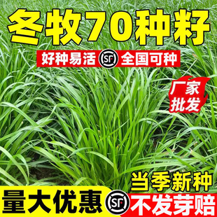 冬牧70黑麦草种子耐寒高产猪牛羊鸡鸭鱼鼠兔畜禽北方牧草黑麦草籽